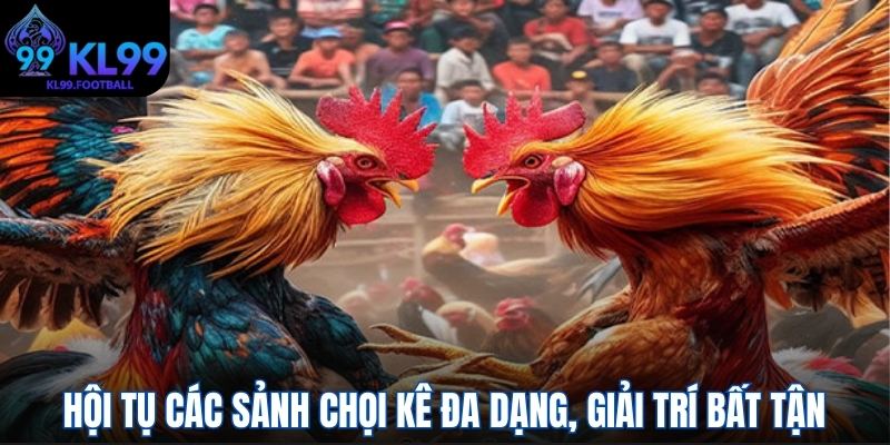 Hội tụ các sảnh chọi kê đa dạng, giải trí bất tận