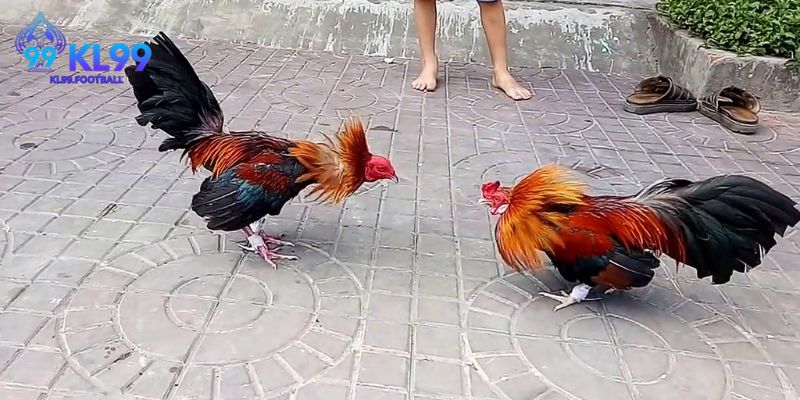 Quy tắc cơ bản người chơi cần biết khi đá gà cựa sắt